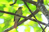 Chestnut-winged Hookbillborder=